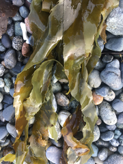 Desmarestia ligulata