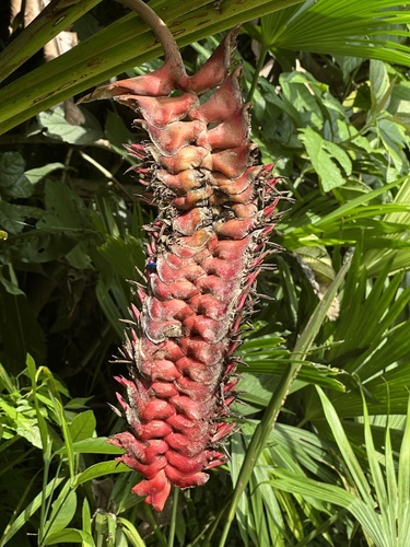 Heliconia mariae, photograph 2