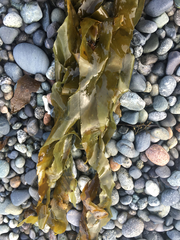 Desmarestia ligulata