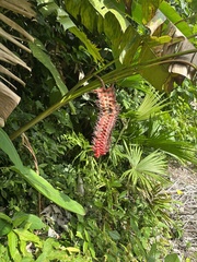Heliconia mariae, photograph (c) Nicolás Baresch Uribe, some rights reserved (CC BY)