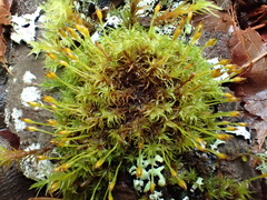 Ulota obtusiuscula