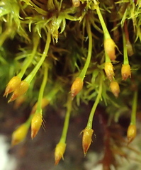Ulota obtusiuscula