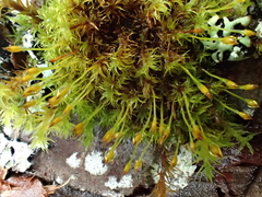 Ulota obtusiuscula