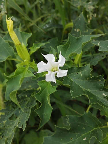 jimsonweed