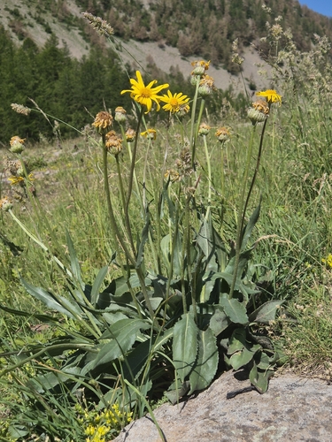 Senecio doronicum, photograph 1
