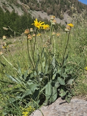 Senecio doronicum