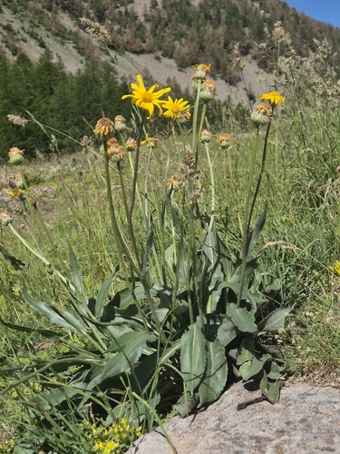 Senecio doronicum, photograph 2
