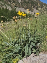 Senecio doronicum, photograph (c) Antoine Guiguet, some rights reserved (CC BY)