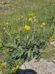 Senecio doronicum, photograph (c) Antoine Guiguet, some rights reserved (CC BY)