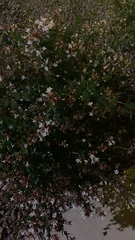 Abelia × grandiflora