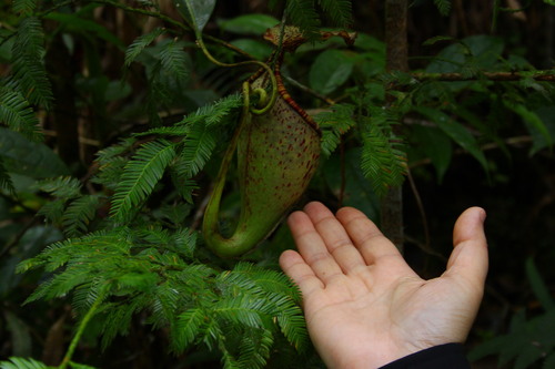 Nepenthes burbidgei