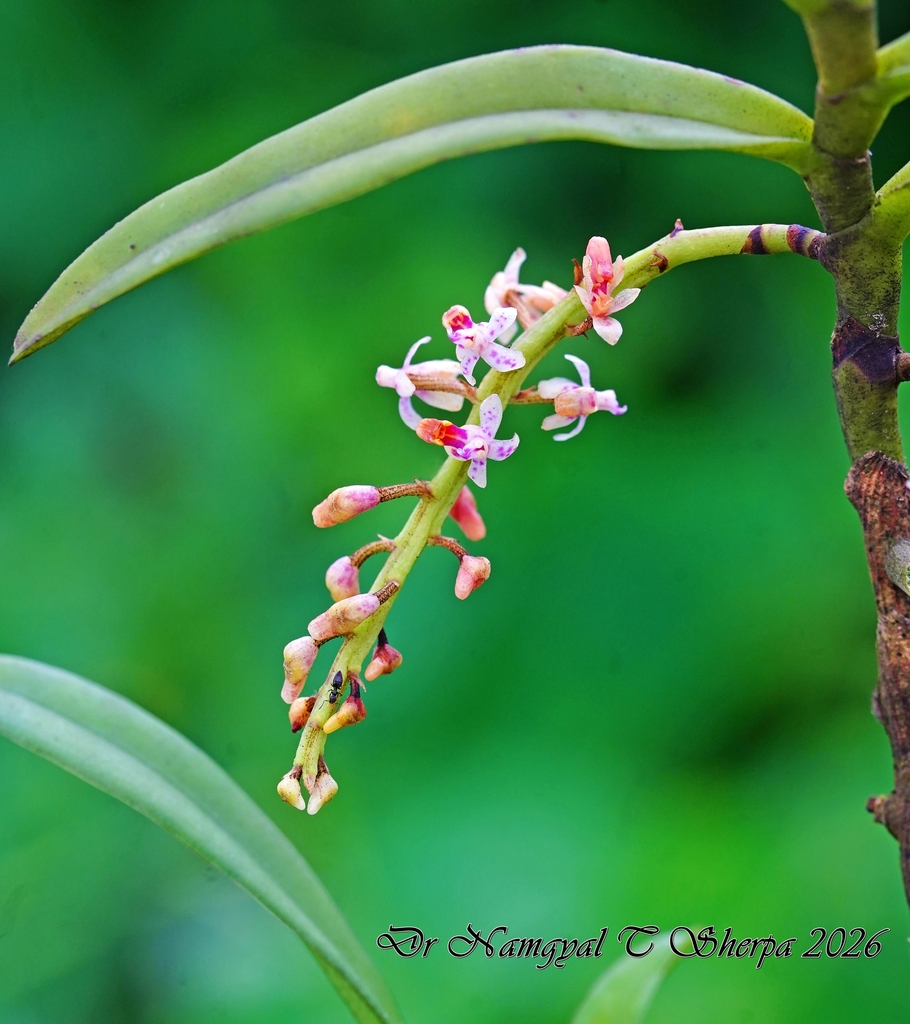 Micropera mannii (Micropera mannii)