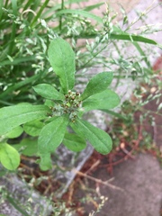 Pseudognaphalium affine
