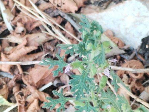 Teucrium botrys, photograph 3