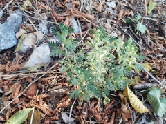 Teucrium botrys, photograph (c) Dino Babić, some rights reserved (CC BY)