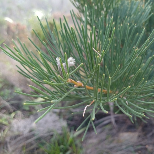 Hakea drupacea, photograph 3