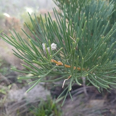 Hakea drupacea, photograph author not stated, no rights reserved