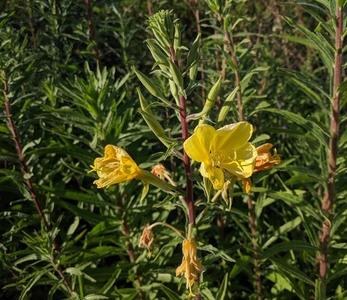 iNaturalist observation photo of tall evening primrose
