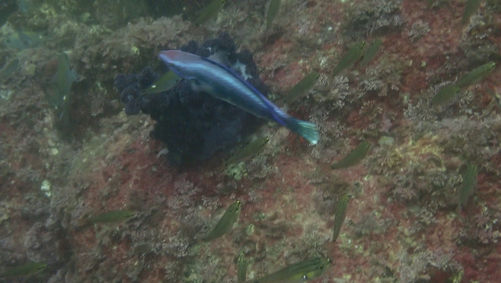Peacock Wrasse