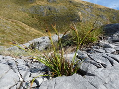 Carex wakatipu