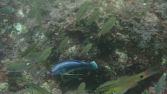 イトヒキベラ