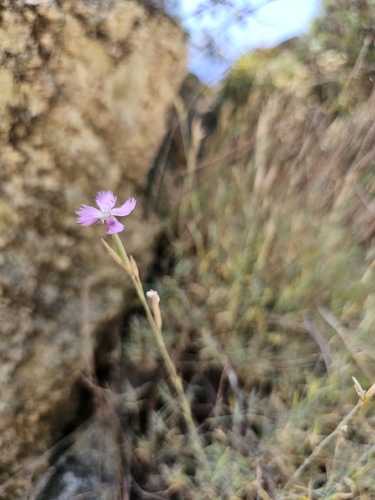 Dianthus lusitanus, photograph 2