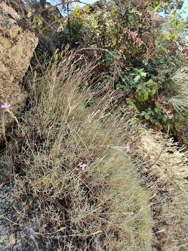 Dianthus lusitanus, photograph 3