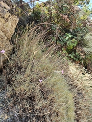 Dianthus lusitanus, photograph (c) Elizabete Marchante, some rights reserved (CC BY)
