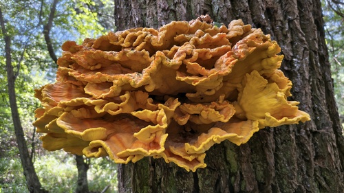 chicken of the woods