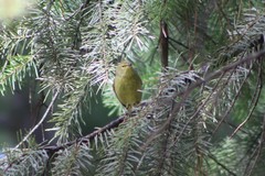 Leiothlypis celata orestera