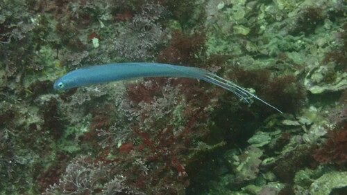 Ptereleotris hanae observed 2026-08-02
