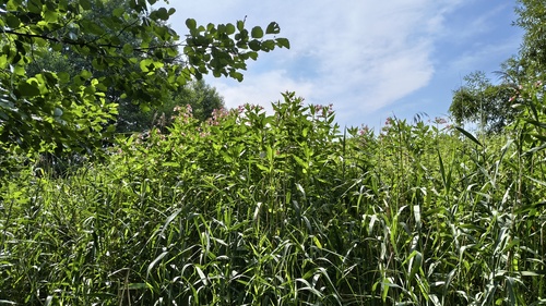 Himalayan balsam