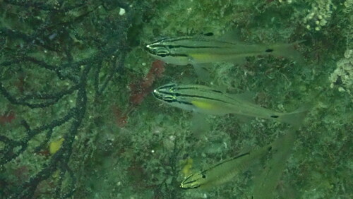 Barface cardinalfish (Ostorhinchus semilineatus) — Apogonidae — 4