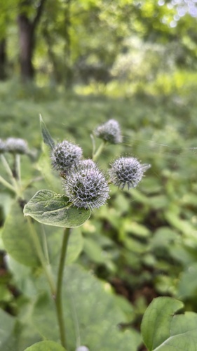 Woolly Burdock