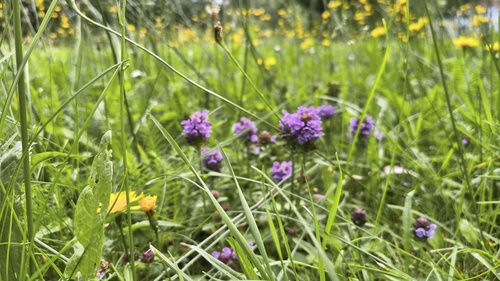 common selfheal
