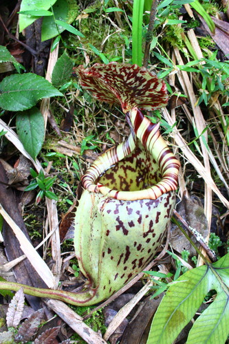 Nepenthes burbidgei