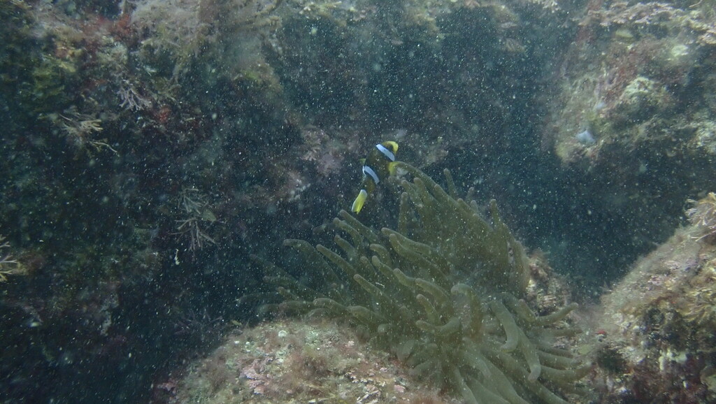 Yellowtail clownfish