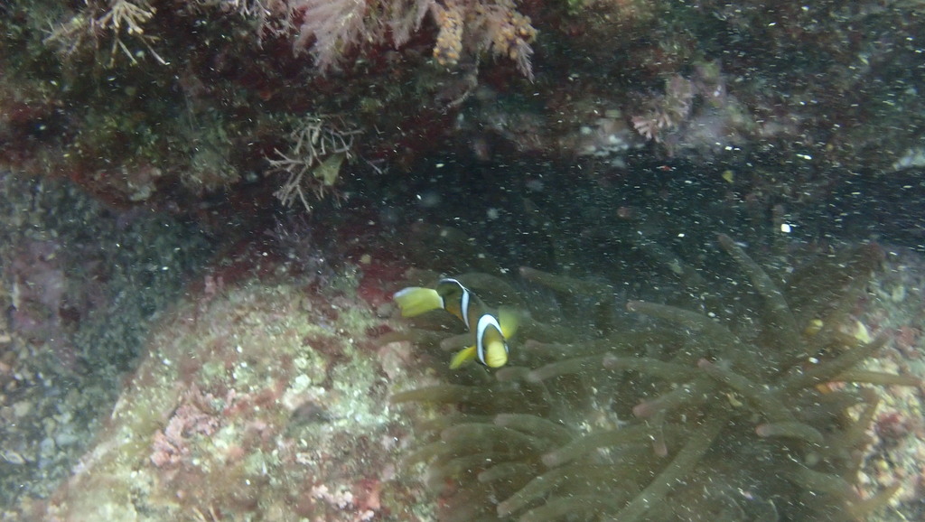 Yellowtail clownfish