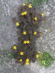 Oxalis corniculata
