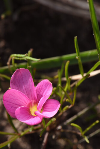 Oxalis polyphylla, photograph 6