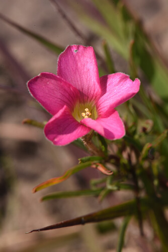 Oxalis polyphylla, photograph 4