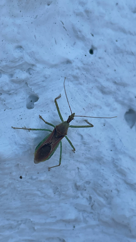 Leafhopper Assassin Bug