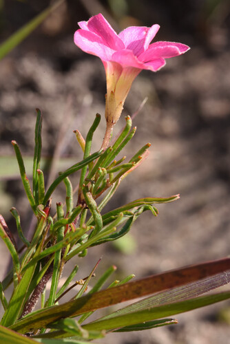 Oxalis polyphylla, photograph 5
