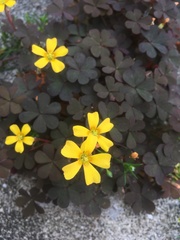 Oxalis corniculata