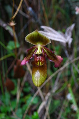 Paphiopedilum hookerae, photograph (c) Emily Nyenyedzi Davies, some rights reserved (CC BY)