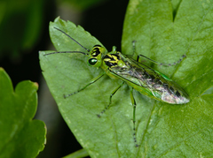Rhogogaster chlorosoma