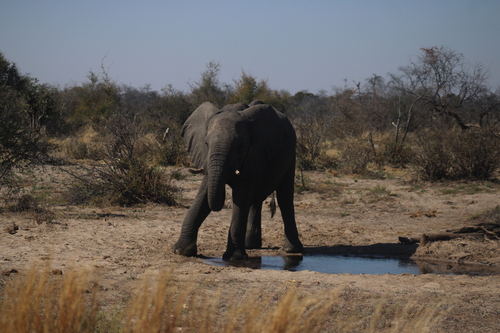 African Savanna Elephant