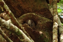 Isothrix bistriata