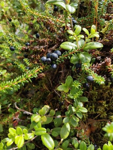 black crowberry