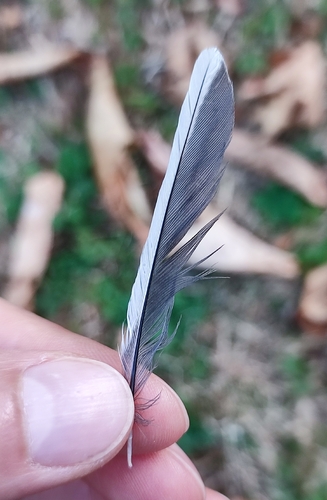 Plume de Mésange charbonnière